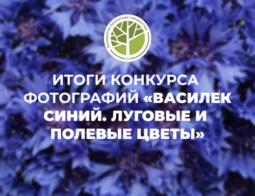 Подведены итоги конкурса фотографий «Василек синий. Луговые и полевые цветы»