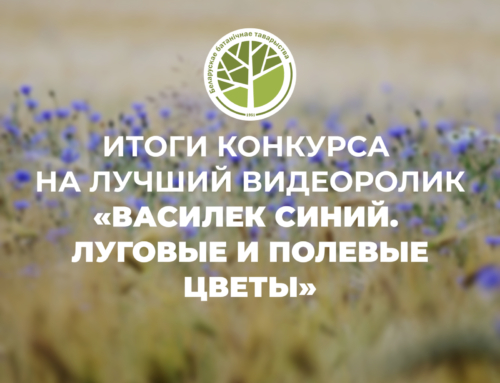 Подведены итоги конкурса на лучший видеоролик «Василек синий. Луговые и полевые цветы»